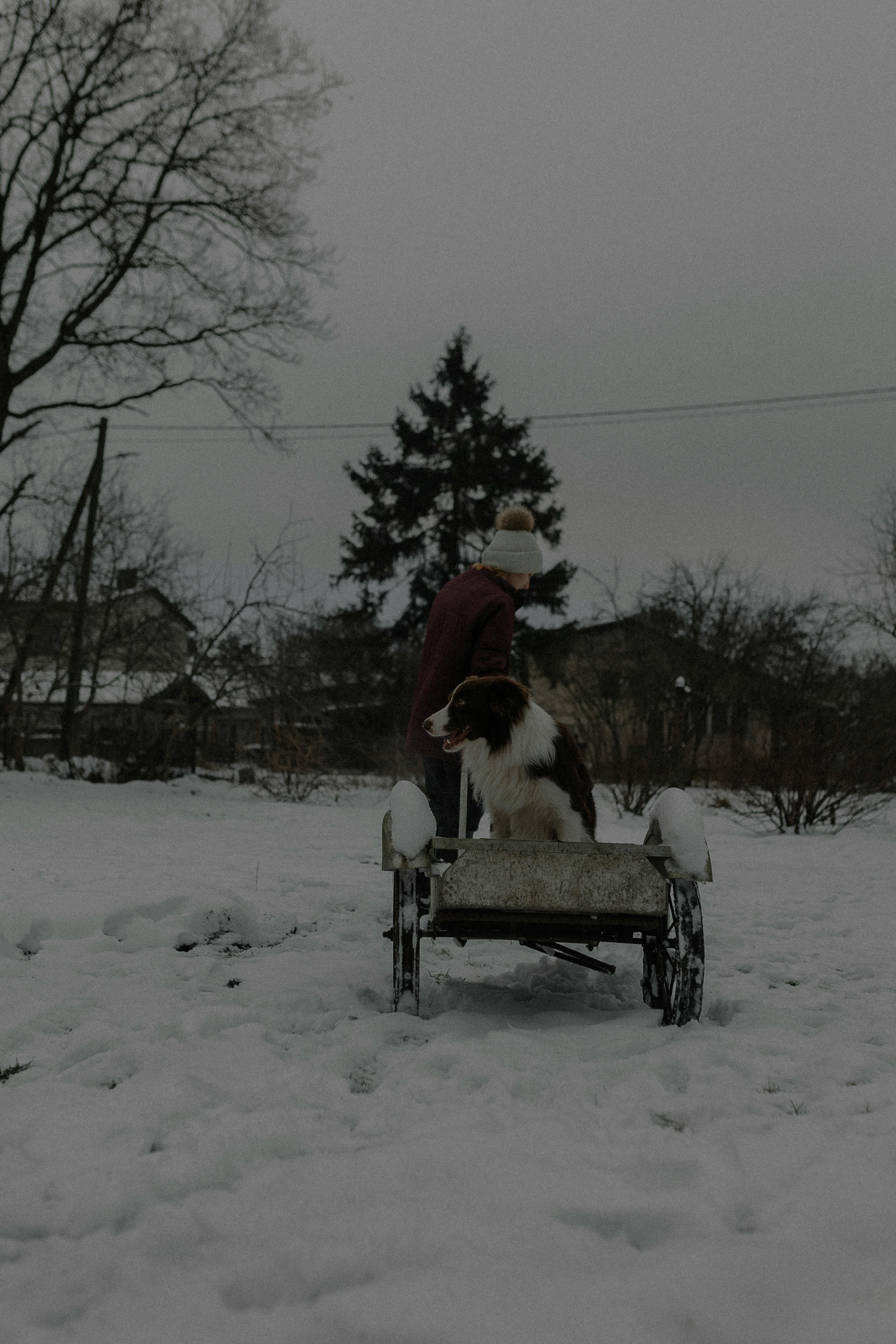 grátis Foto profissional grátis de animal de estimação no inverno, ao ar livre, árvores Foto profissional