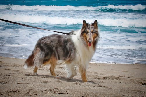 Yetişkin üç Renkli Shetland çoban Köpeği