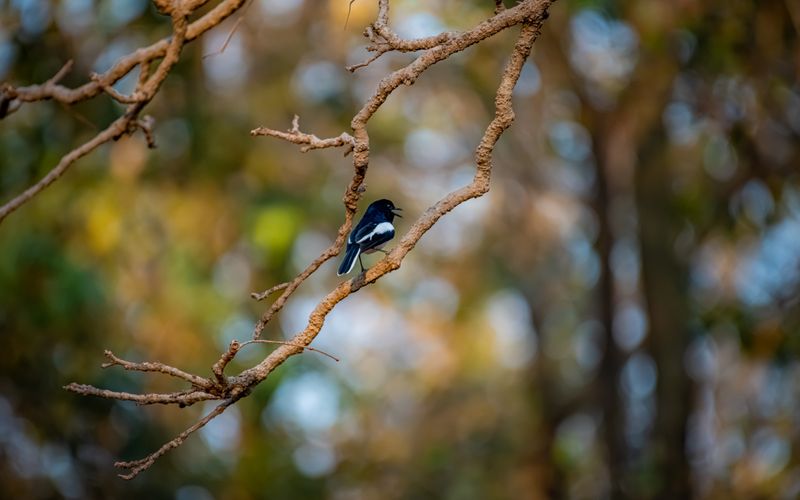 Close-up of an Oriental Magpie-Robin perched on a twisted branch against a blurred nature backdrop.