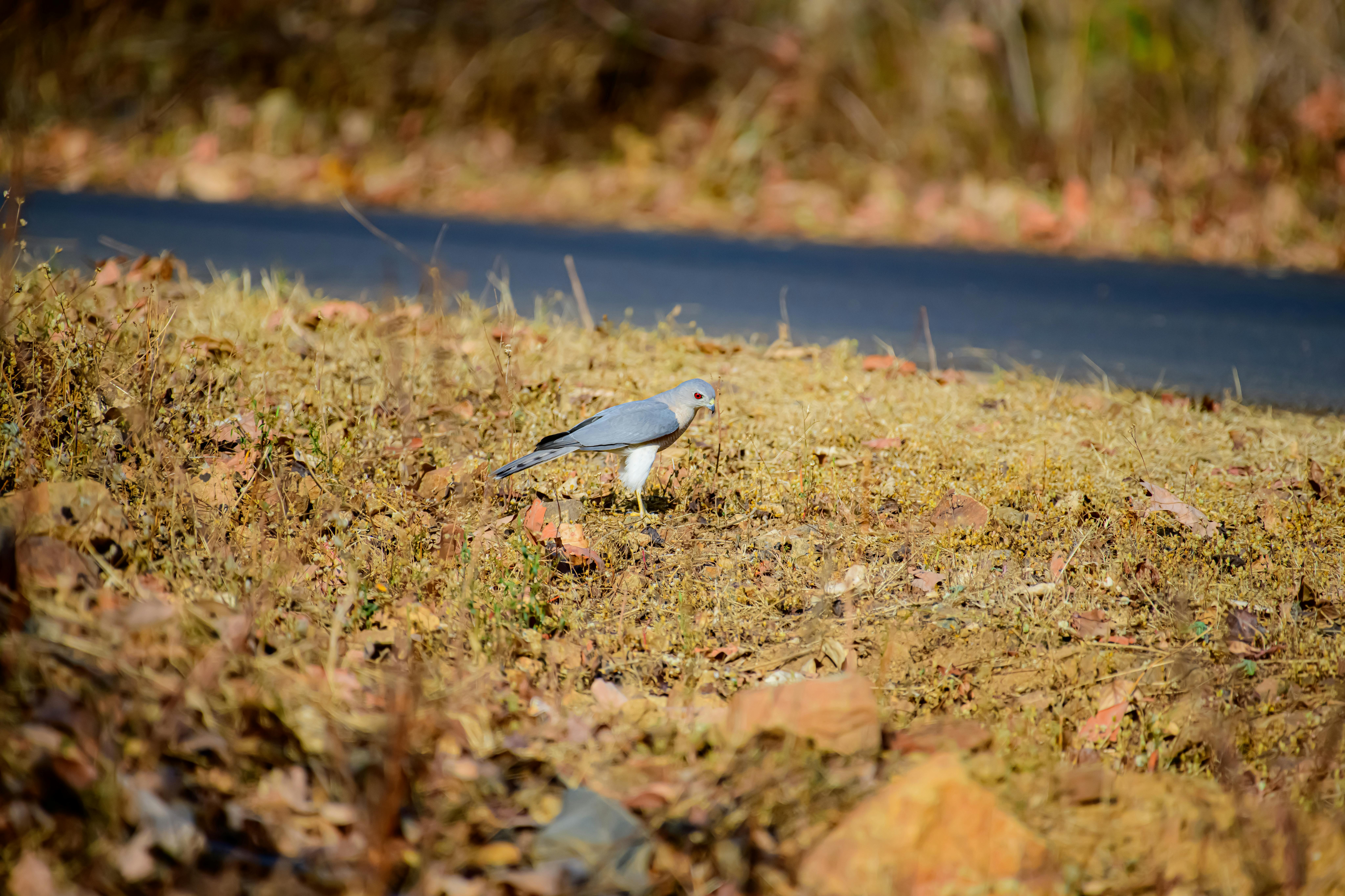 A shikra bird perched on a dry field, showcasing its elegant plumage in natural habitat.