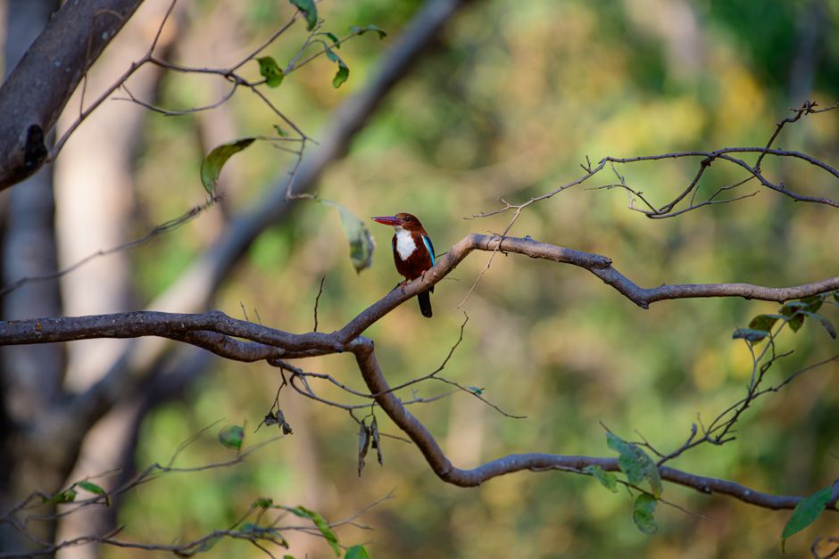 Beautiful white-throated kingfisher on a tree branch in Kawardha forest, India.