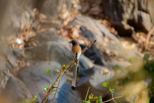 Close-up of a Rufous Treepie on a Tree Branch 