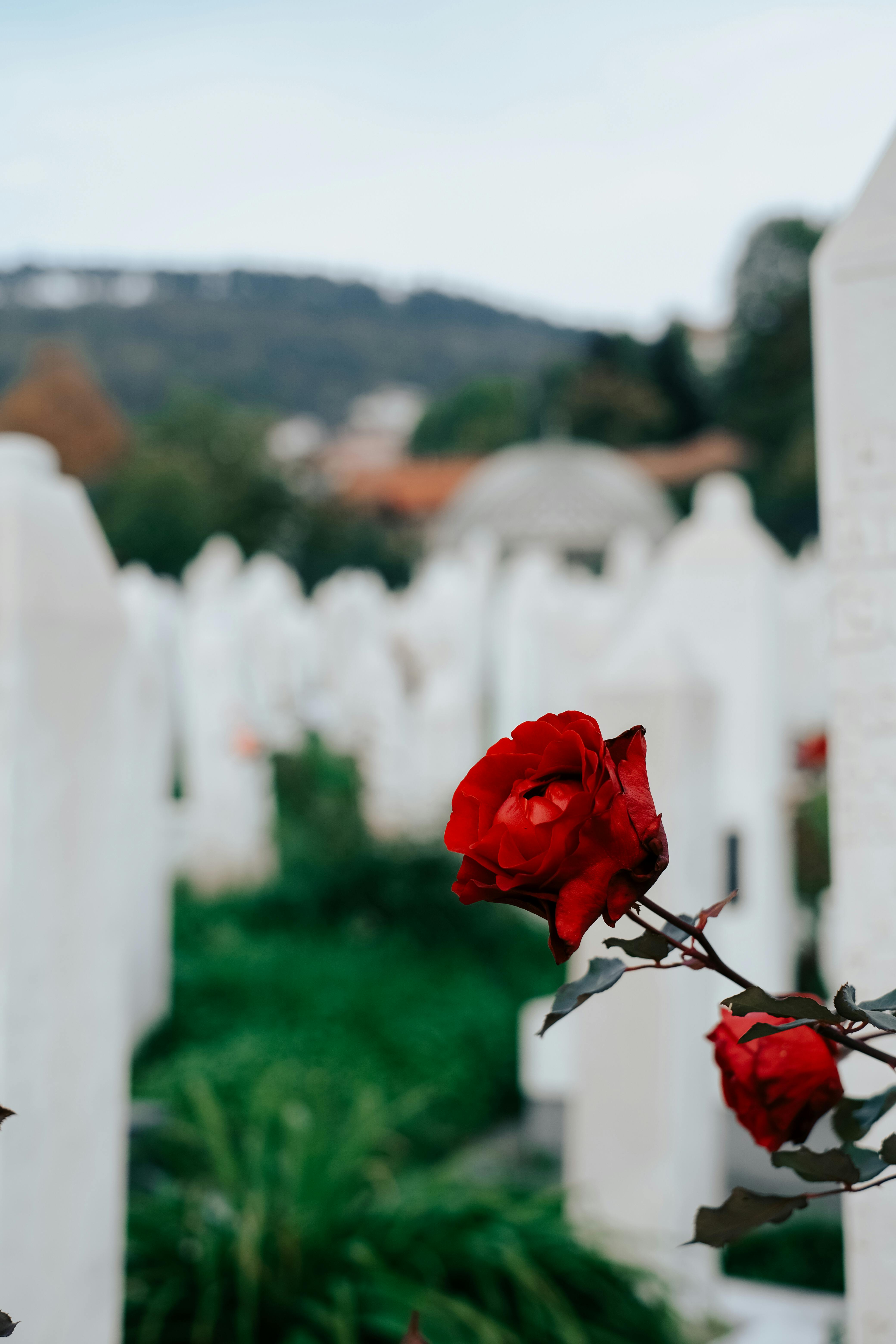 Red roses stand out in a serene cemetery setting, capturing the essence of remembrance and peace.