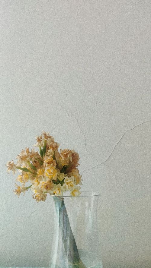 Free A minimalist bouquet of flowers in a glass vase against a textured white wall, perfect for rustic decor. Stock Photo