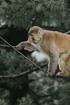 A monkey carefully balances on a wire in a dense forest, showcasing its agility.