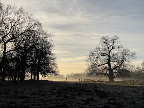 Photos gratuites de arbres, aube, campagne