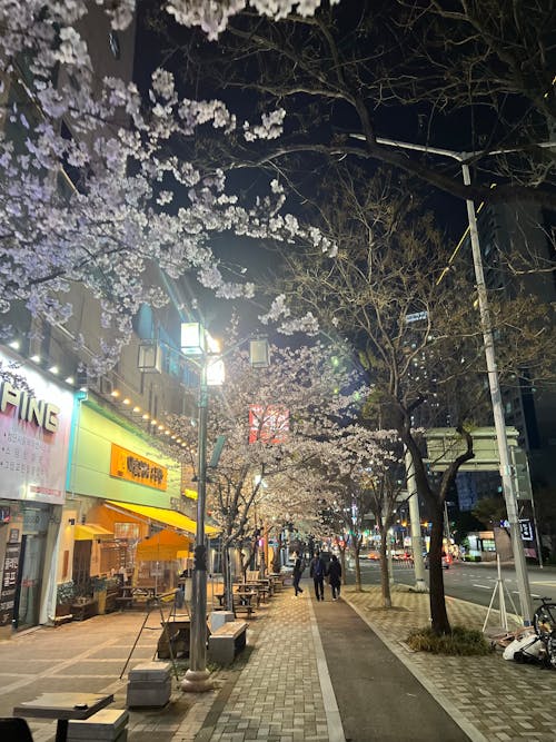 Free stock photo of busan, cherry blossom, flower