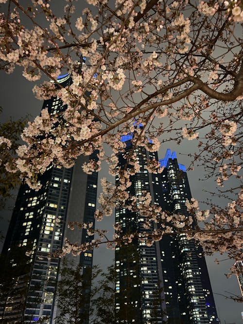 Free stock photo of busan, cherry blossoms, korean spring 2023