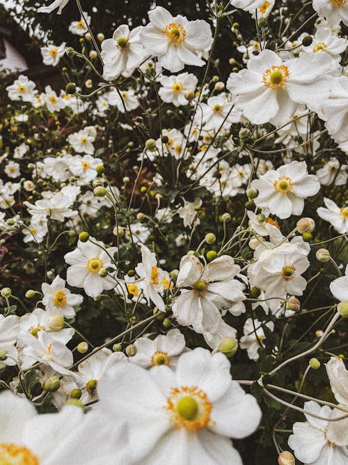Foto d'estoc gratuïta de abundància, blanc, flors