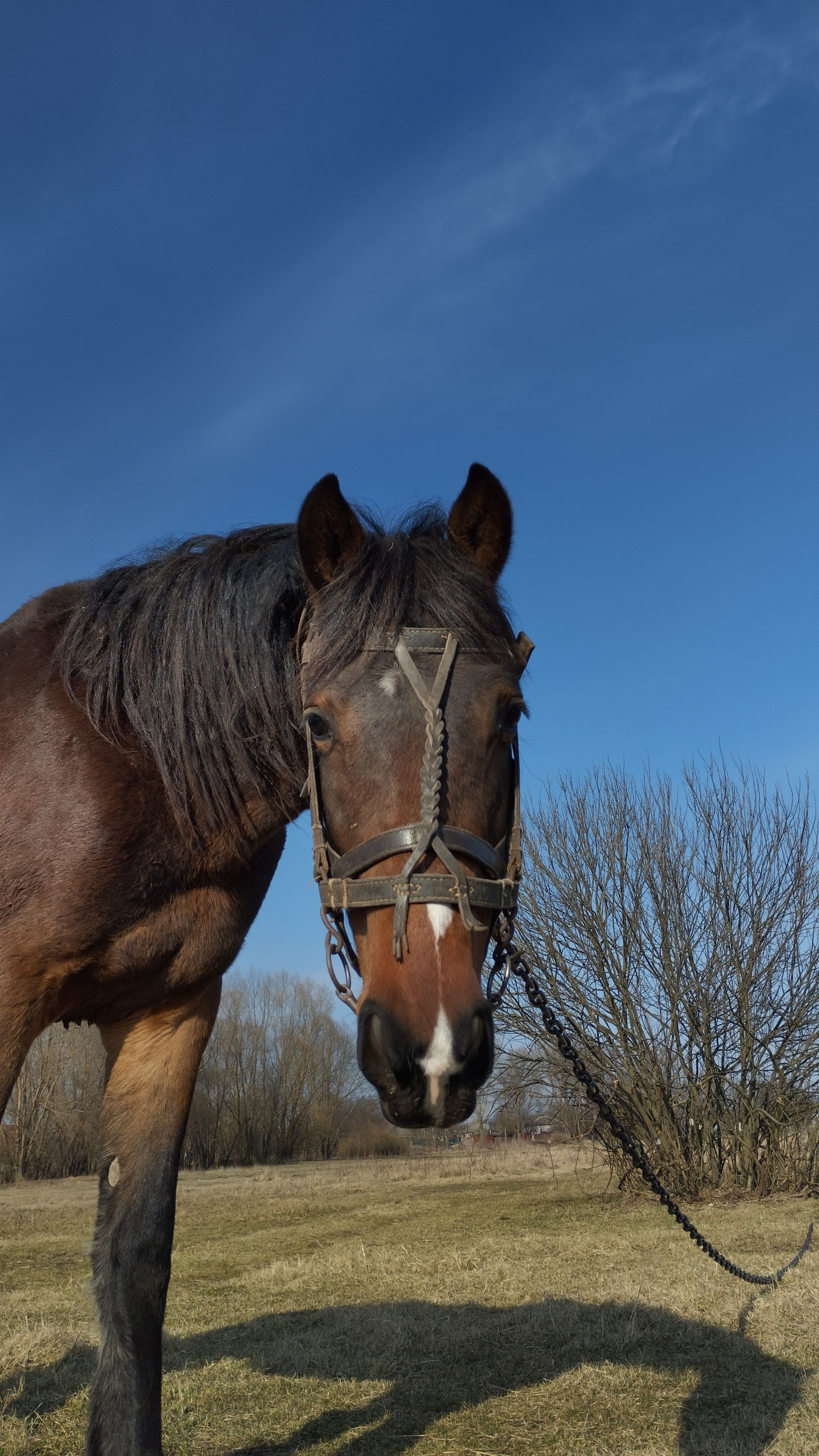 A detailed close-up of a horse wearing a harness against a clear blue sky.
