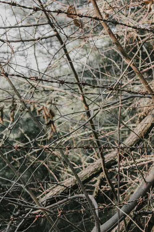 Tree Branches on Cold Day