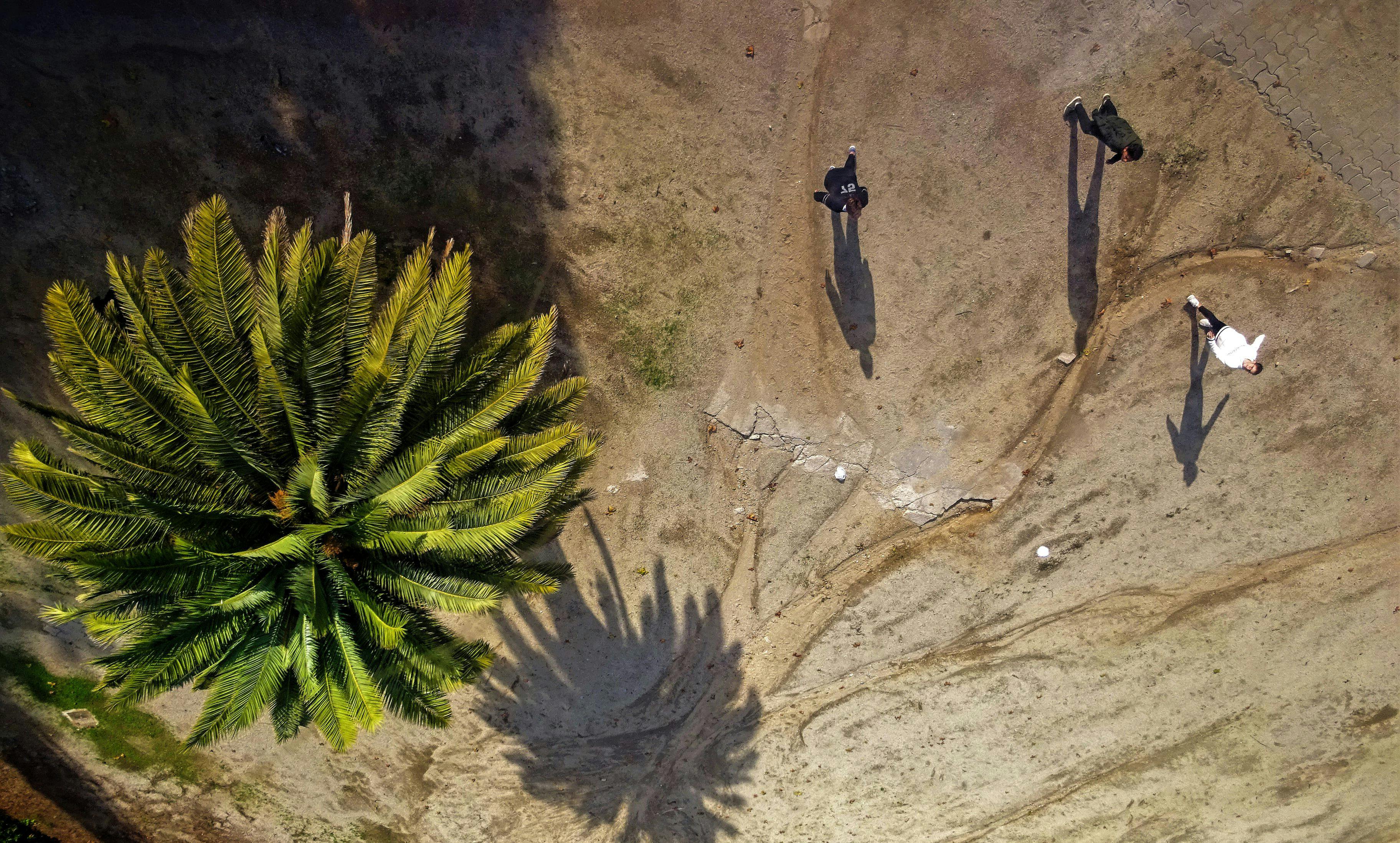 Aerial Photography of Green Palm Tree