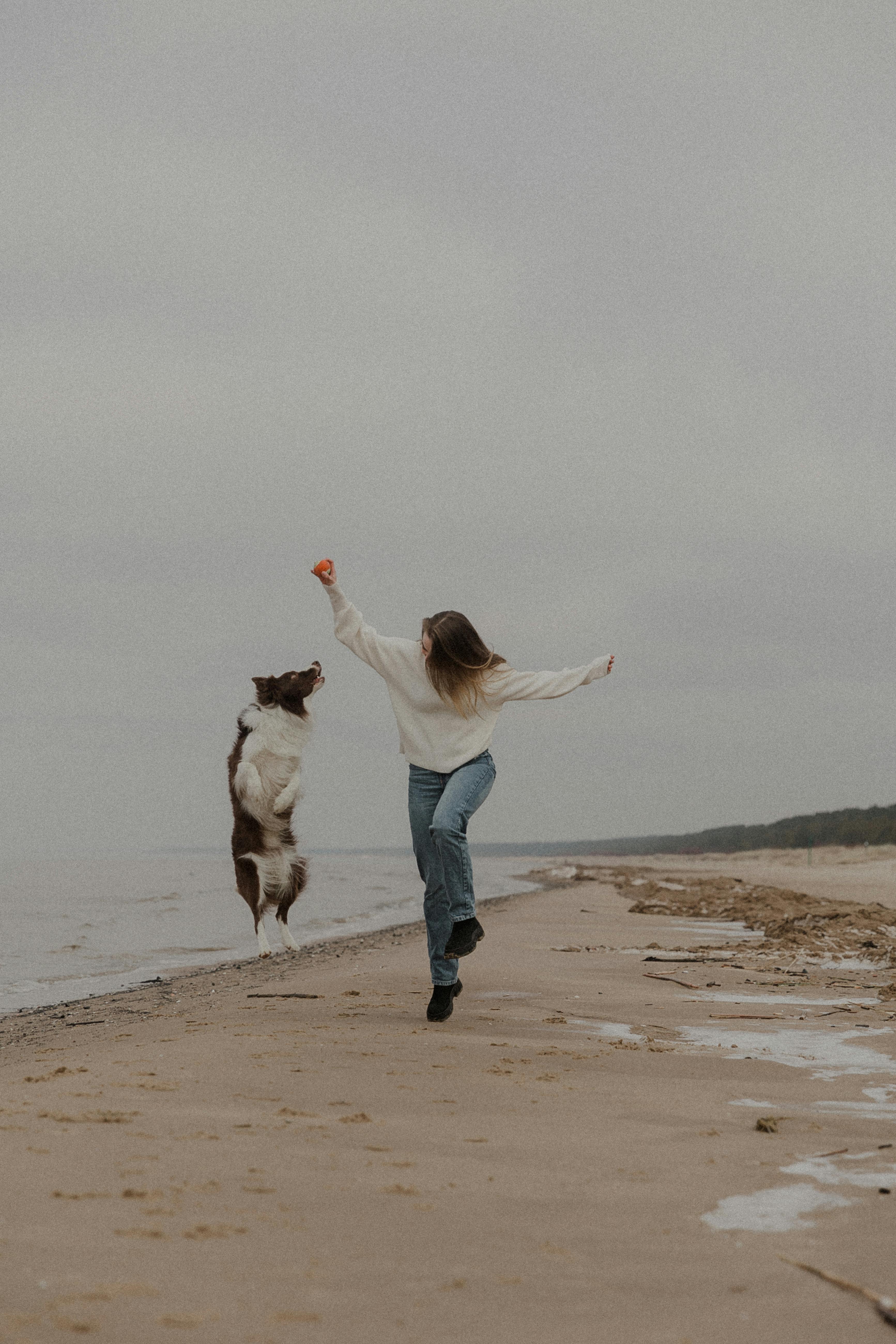 Gratis Immagine gratuita di agilità canina, animale, animale domestico Foto a disposizione