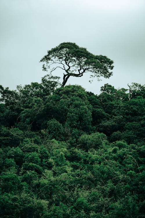 叢林, 垂直拍攝, 增長 的 免費圖庫相片