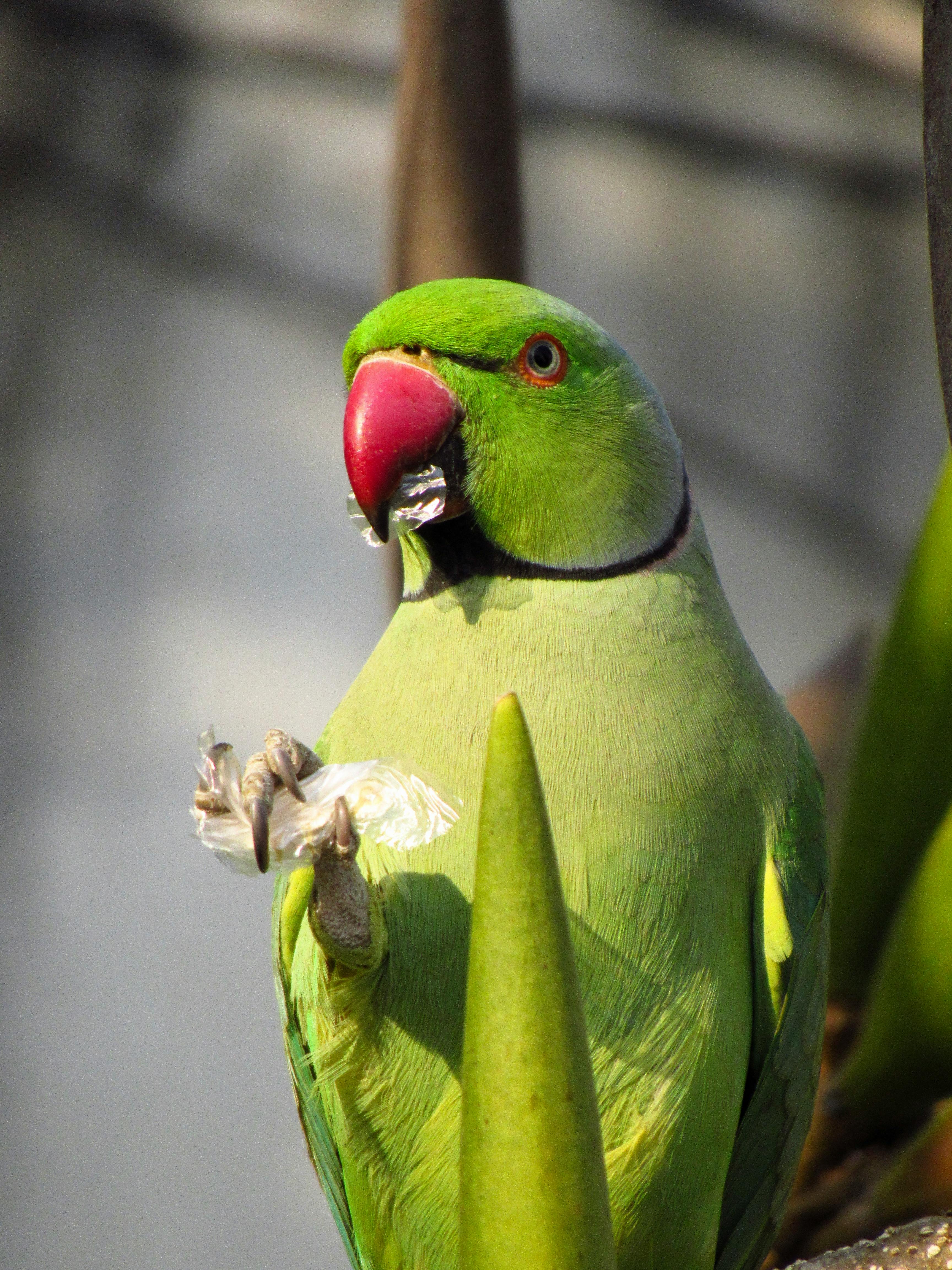 A green parrot is sitting on a branch · Free Stock Photo