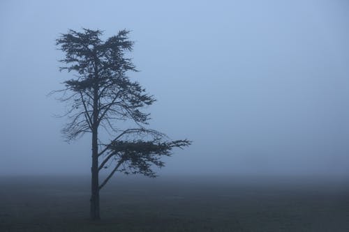Large Tree in Cove Island Park, USA on Foggy Morning