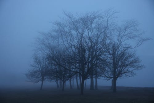 Bare Trees in Cove Island Park on Foggy Morning