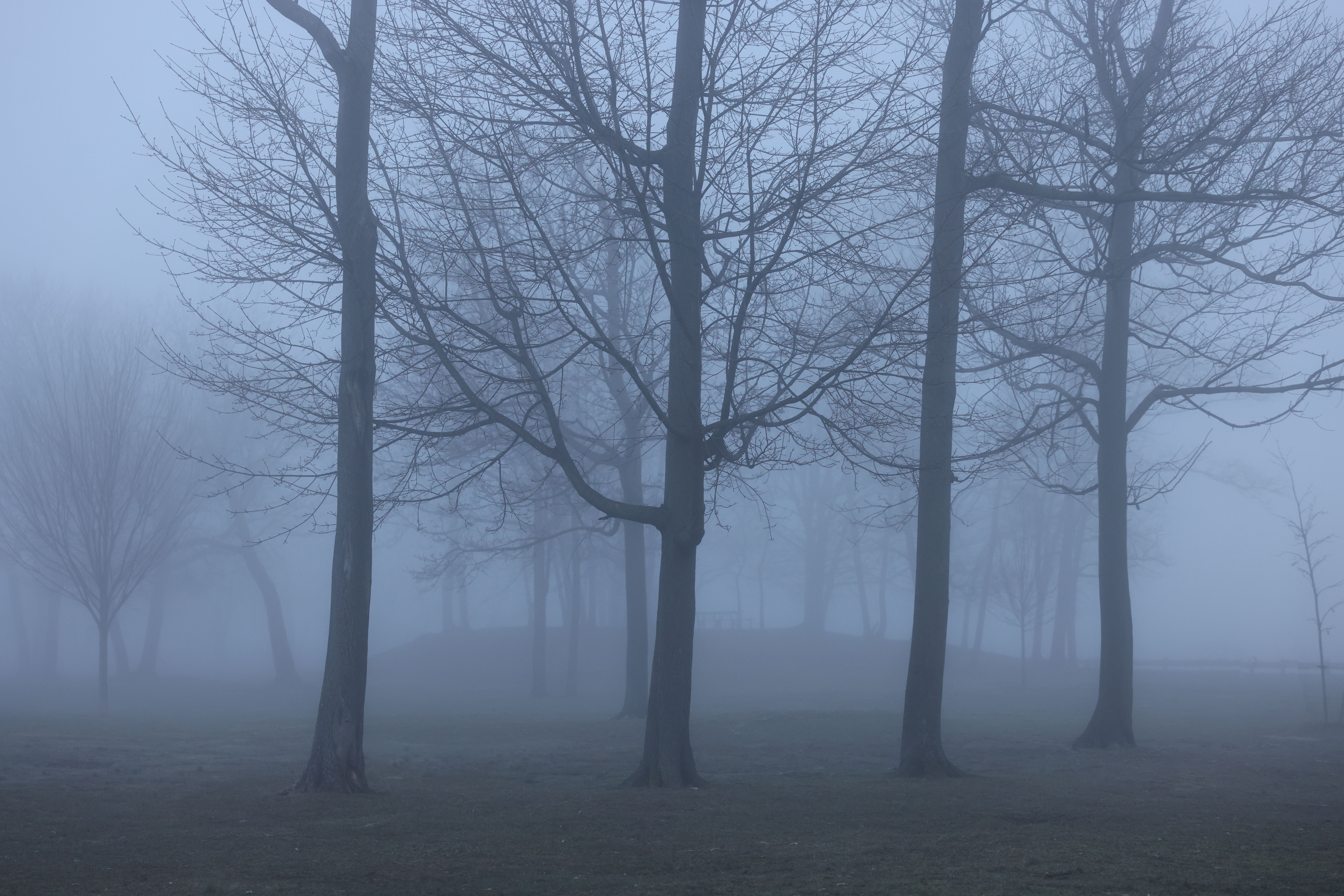 Foggy autumn landscape with leafless trees in Stamford, CT park.