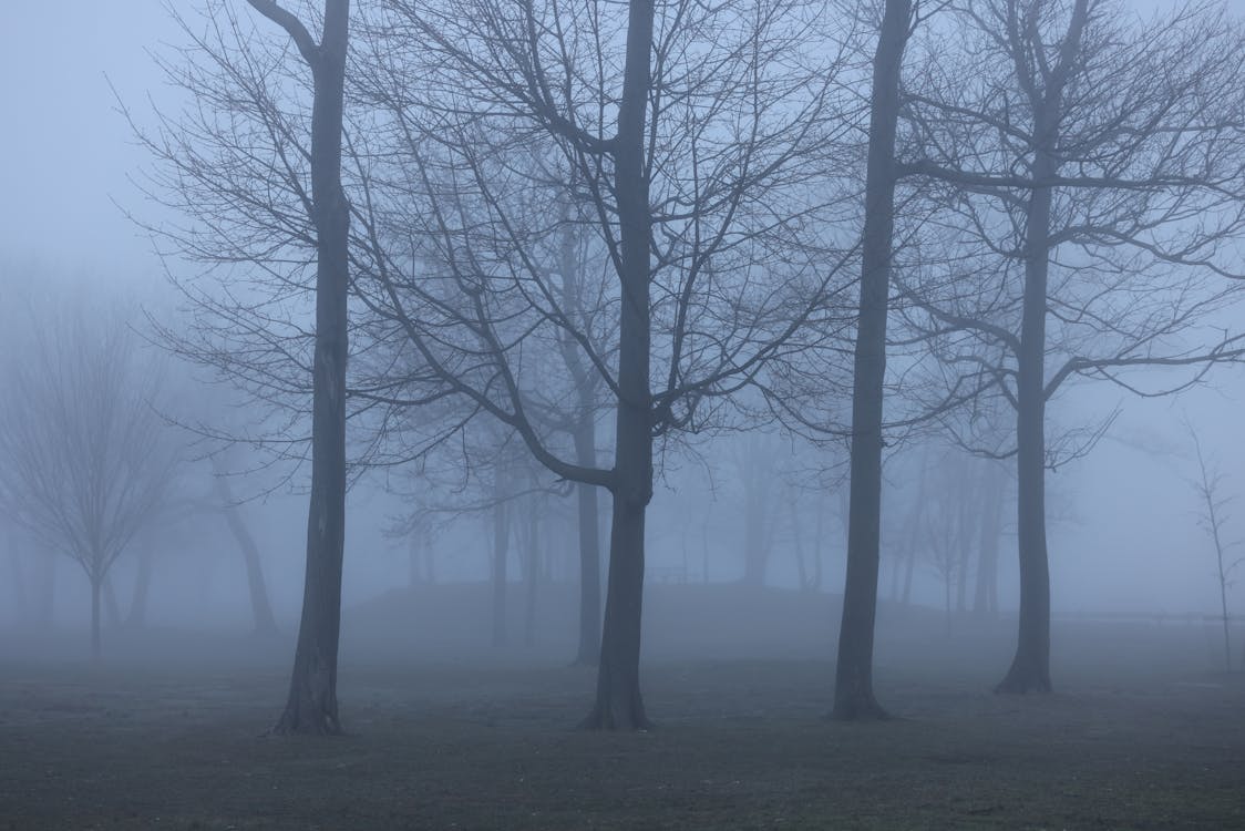 Imagine de stoc gratuită din arbori, cădere, ceață