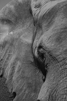 Detailed black and white close-up of an African elephant's textured skin showing its natural patterns.