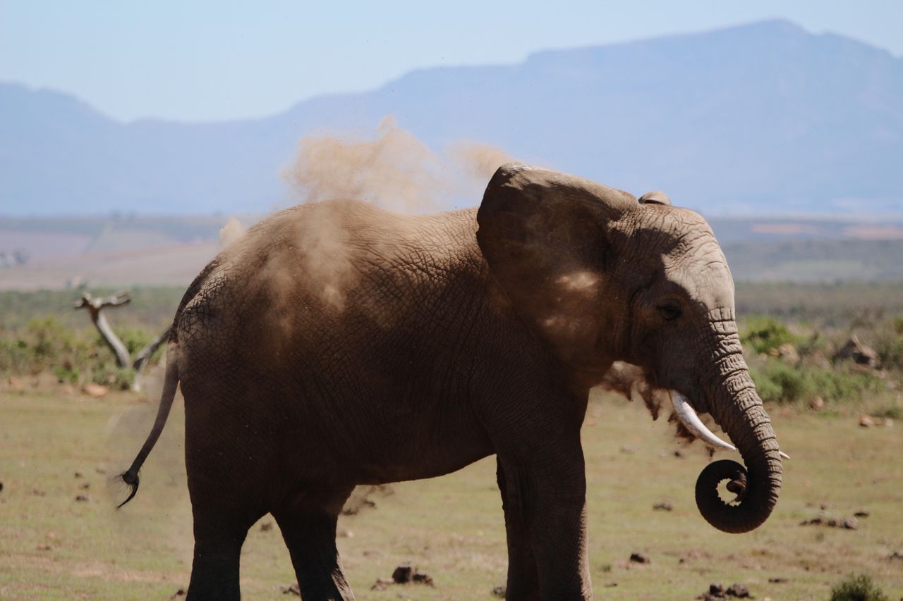 a majestic african elephant throws dust on its back in the open savann