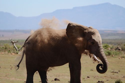 Free A majestic African elephant throws dust on its back in the open savannah. Stock Photo