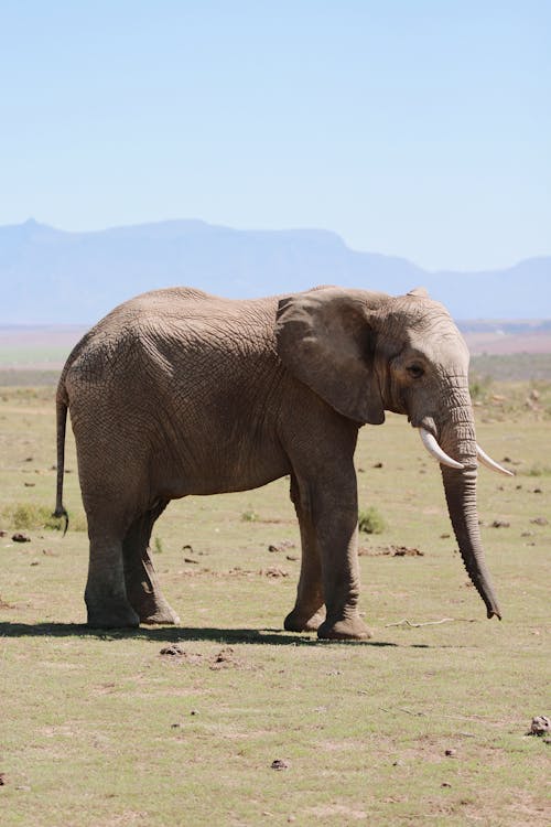 An Elephant on a Field 