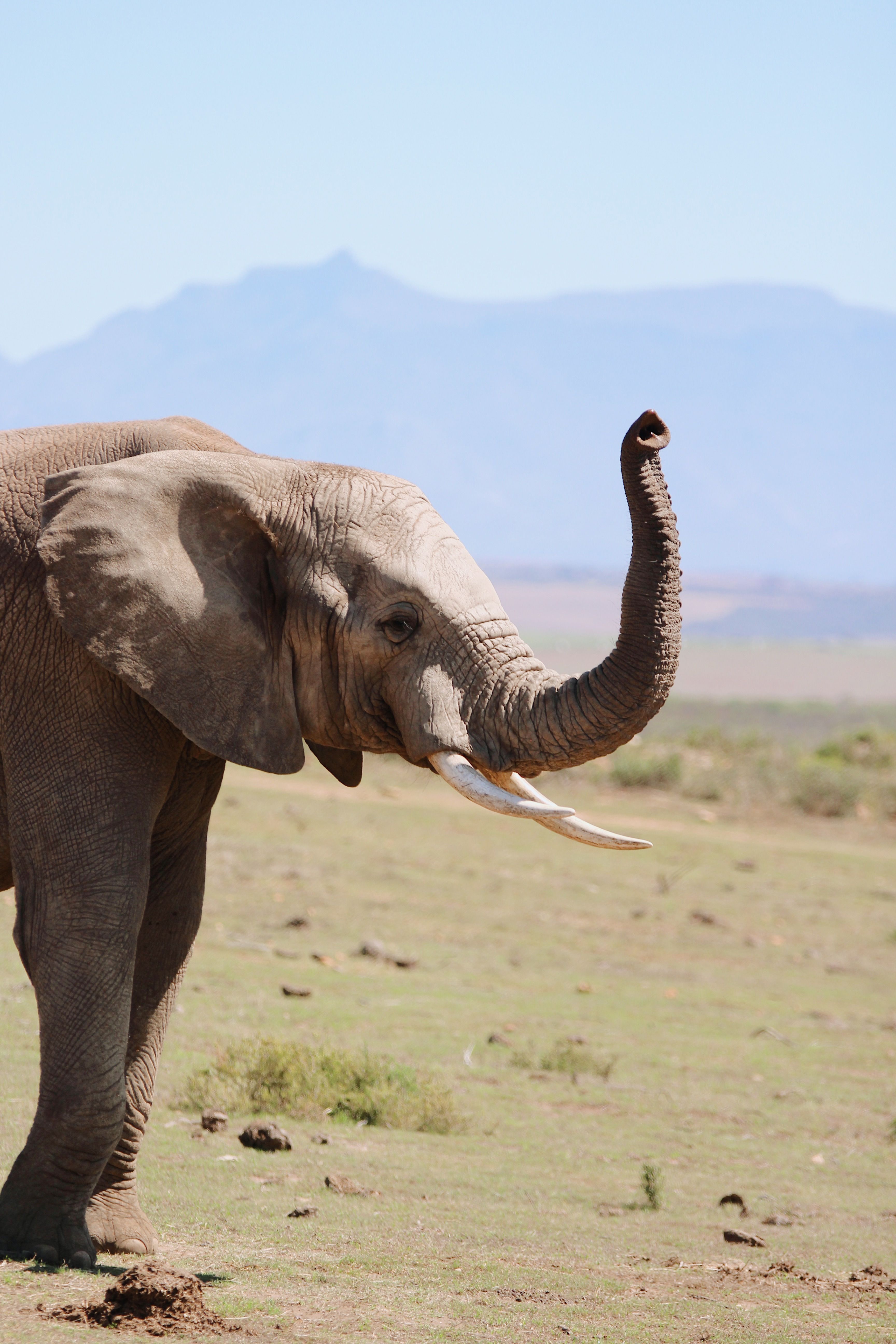 African elephant with raised trunk in a safari setting, showcasing wildlife beauty.