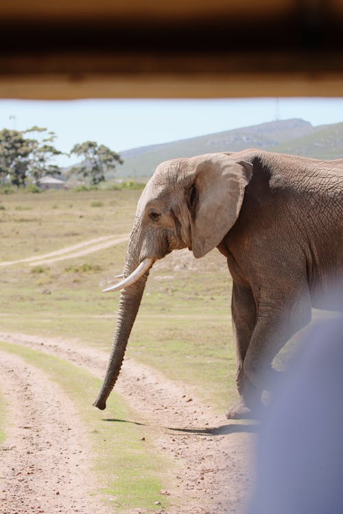 Základová fotografie zdarma na téma africký slon, safari, savana