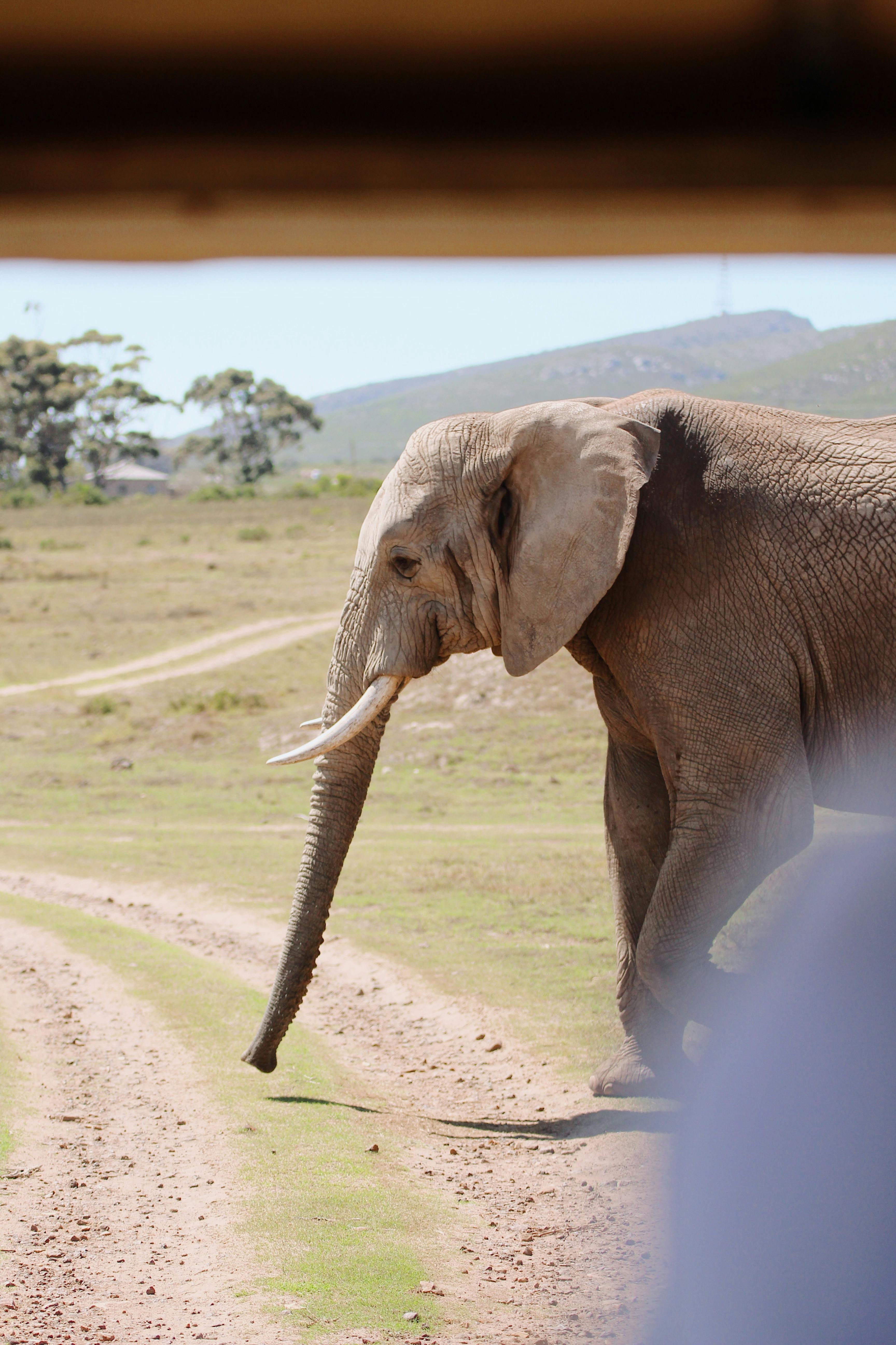 African Elephant Face Profile