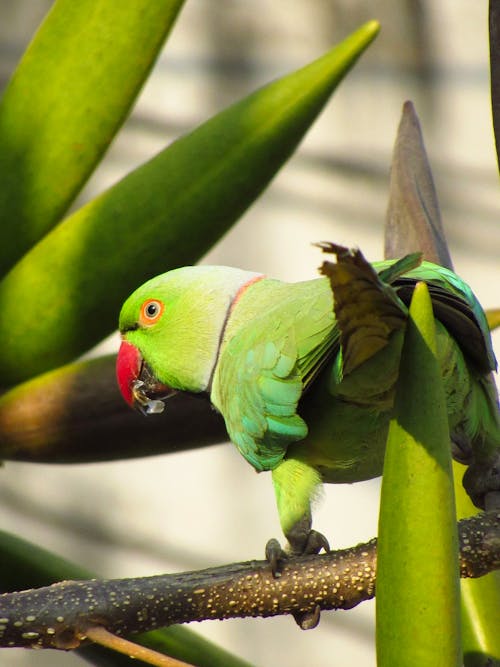 бесплатная Бесплатное стоковое фото с вертикальный выстрел, ветвь, зеленый попугай Стоковое фото