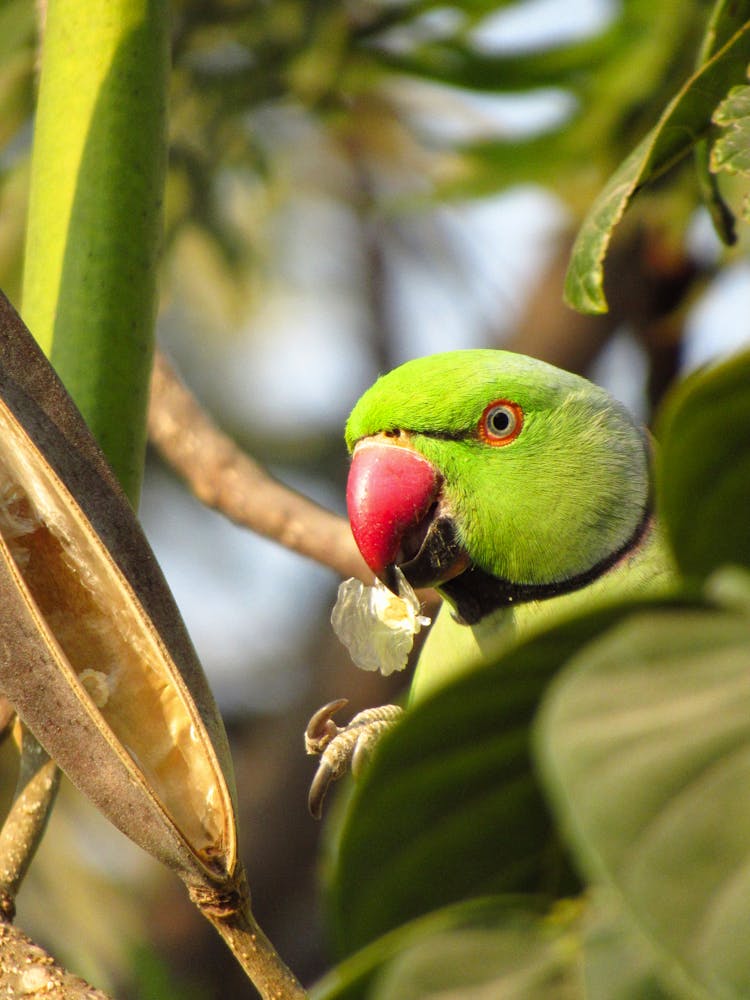 A Parrots Head