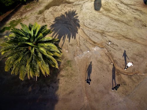 Bird's-eye View Photo of Three Person Stands Near Palm Tree