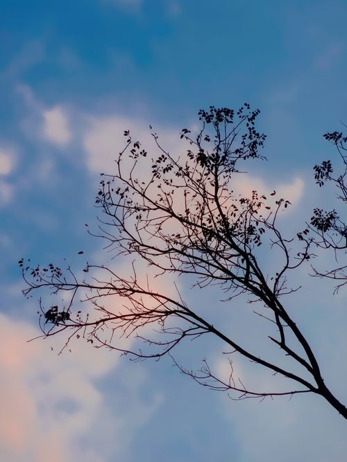Free Minimalist silhouette of tree branches under a colorful sunset sky, perfect for backgrounds. Stock Photo