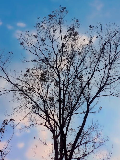 Foto profissional grátis de árvore nua, brilhante, céu azul