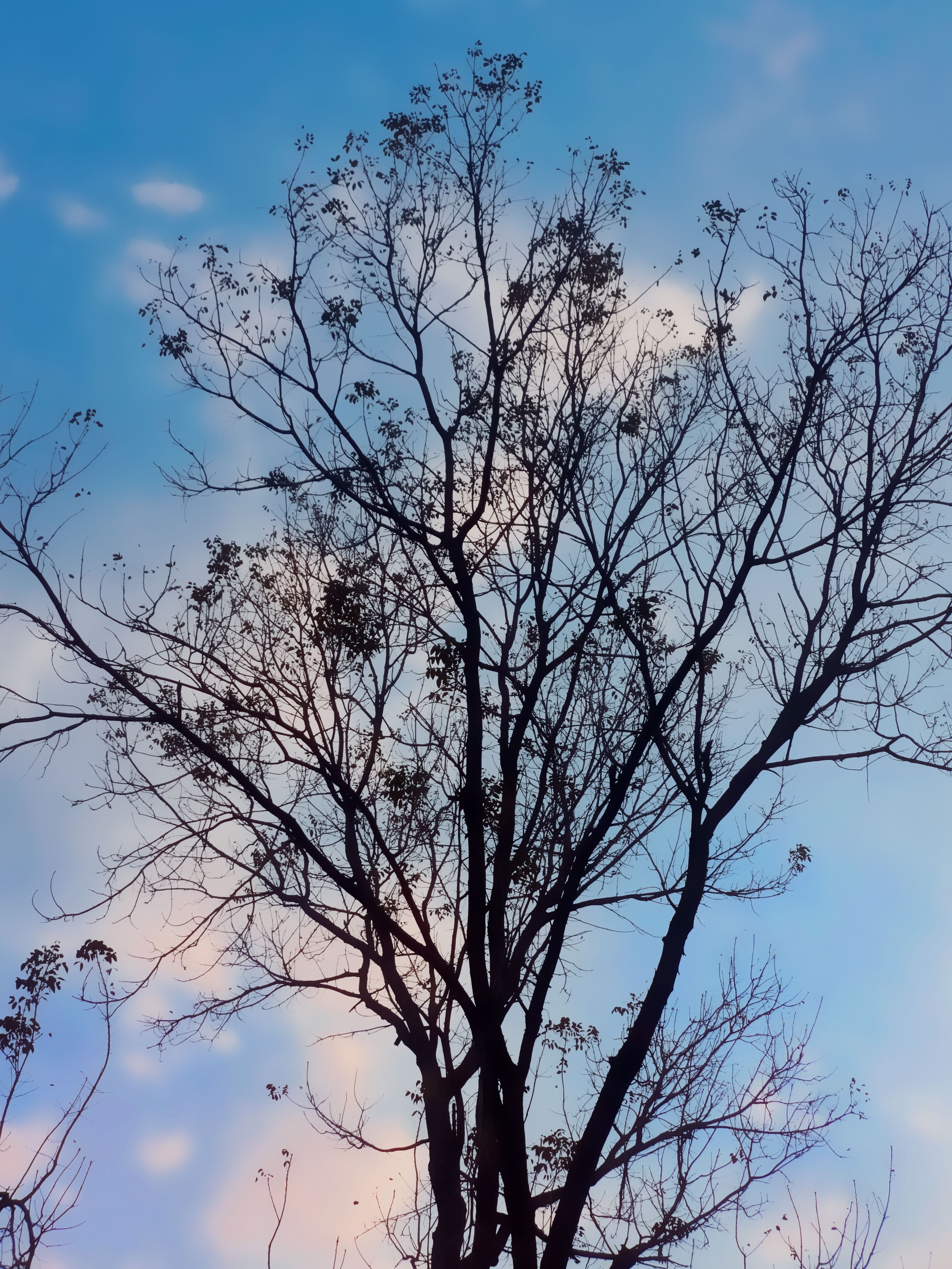 Silhouette of Tree against Blue Sky · Free Stock Photo