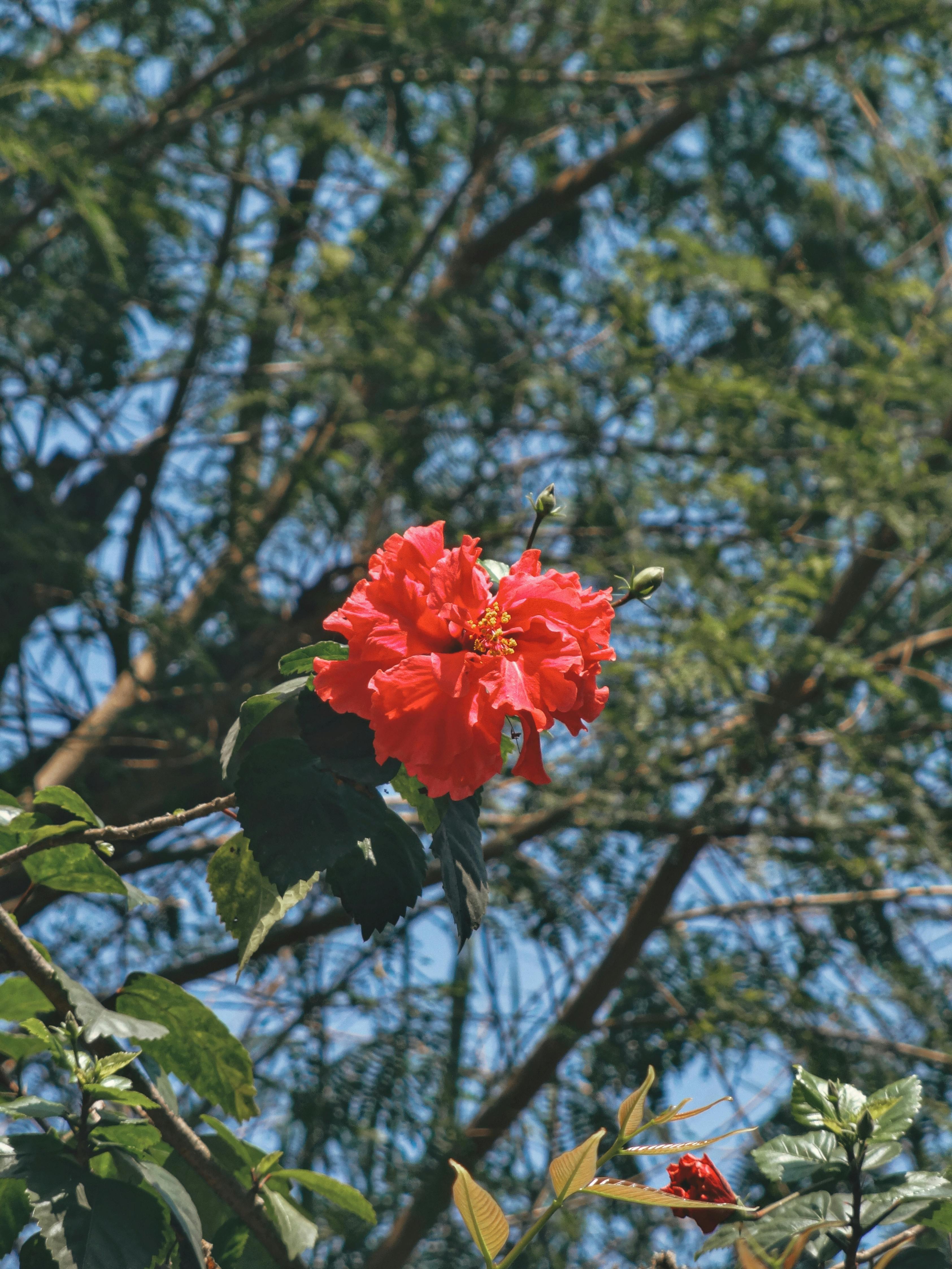 Red Hibiscus Flowers Growing on Tree Branch · Free Stock Photo