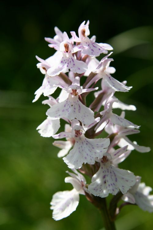 Free Macro shot of delicate white orchids with pink specks against a lush green background. Stock Photo