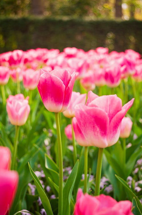 Beautiful Pink Tulips in Garden