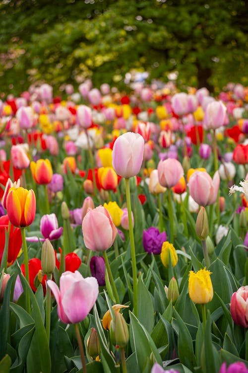 Foto profissional grátis de brilhante, flora, floração