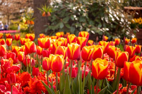 Foto profissional grátis de brilhante, floração, flores vermelhas