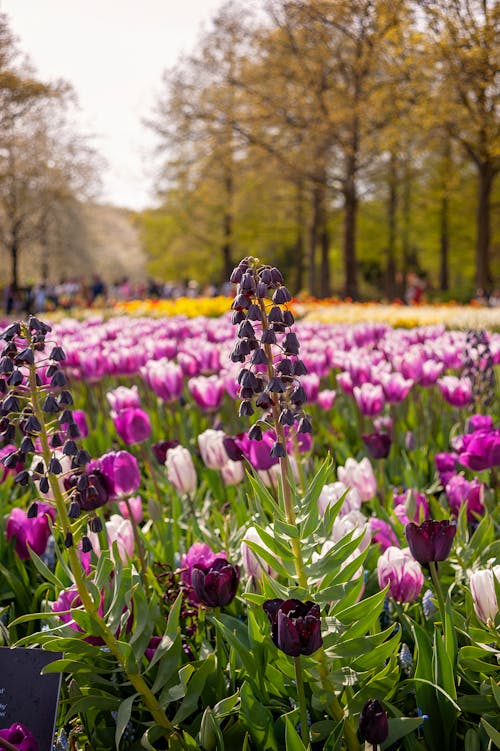 Field of Purple Tulips in Park