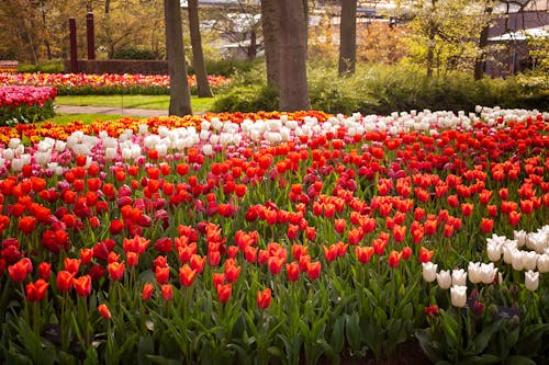 Beautiful Tulips in Garden