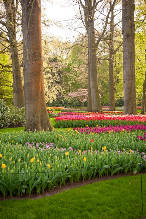 Free Colorful Tulips Growing in a Park between Trees Stock Photo