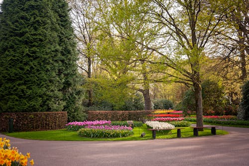 Gratis arkivbilde med blomster, flora, fortau