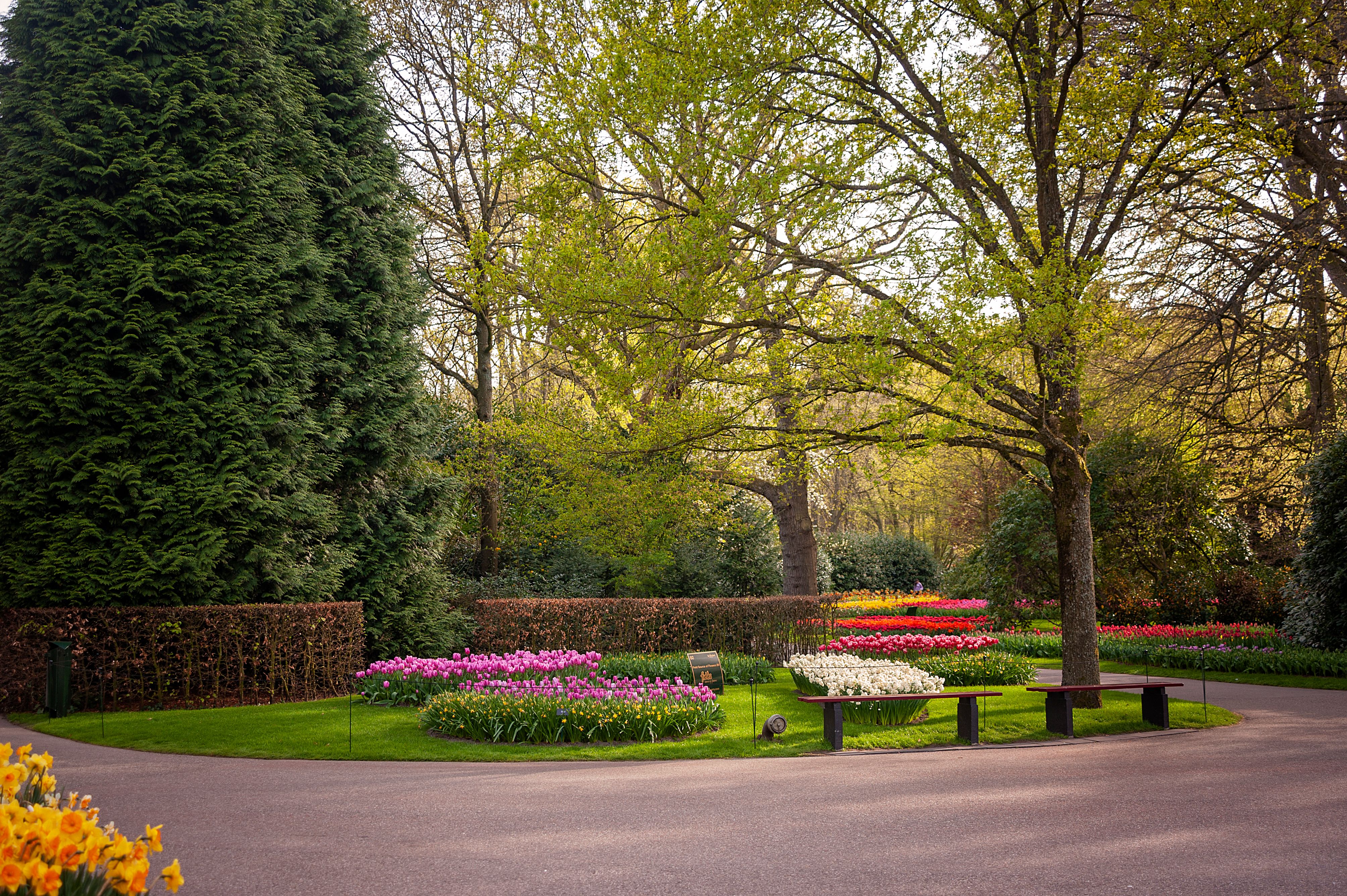 Colorful Tulips and Trees in a Park · Free Stock Photo
