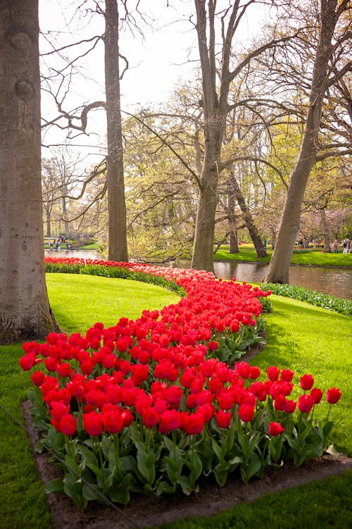 Darmowe zdjęcie z galerii z czerwone tulipany, drzewa, flora