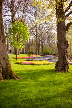 Lush green garden with vibrant flower beds under tall trees in spring morning light.