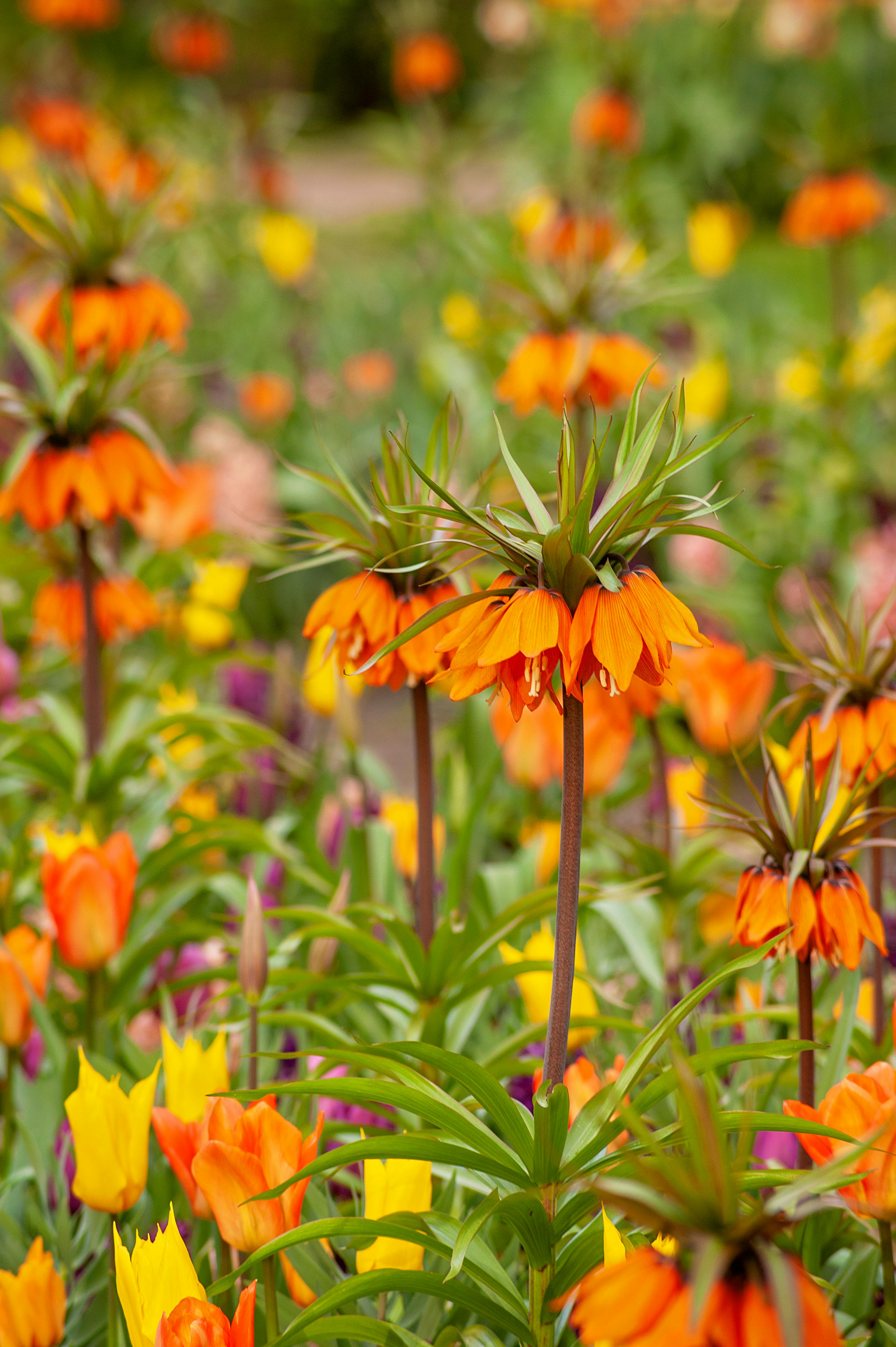 Closeup of Crown Imperial Lilies · Free Stock Photo