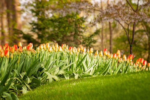 Gratis arkivbilde med blomster, fargerik, flora